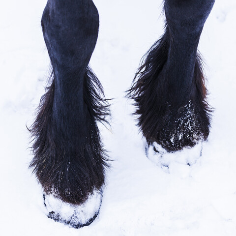 Frisian horse in winter, hoof stock photo