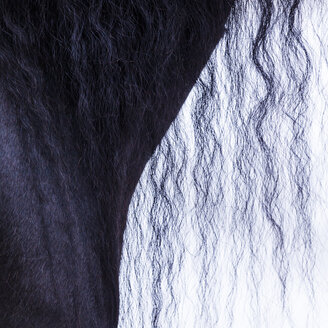 Detail eines friesischen Pferdes, Mähne des Pferdes - TCF05482