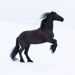 Frisian horse in winter - TCF05483