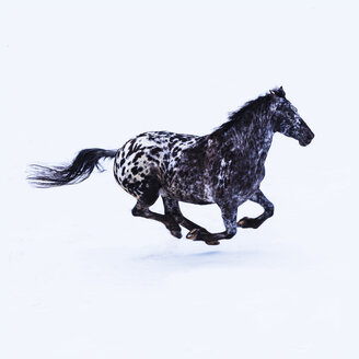 Frisian horse in winter - TCF05484