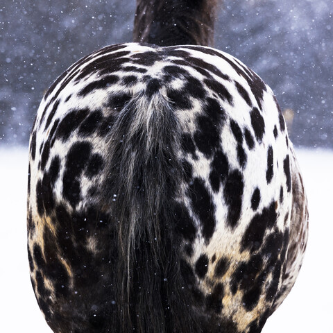 Frisian horse in winter stock photo