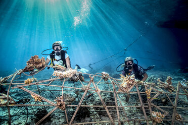 Unterwasseransicht von Taucherinnen, die eine Seekrete auf dem Meeresboden befestigen, (künstliches Stahlriff mit elektrischem Strom), Lombok, Indonesien - CUF29125