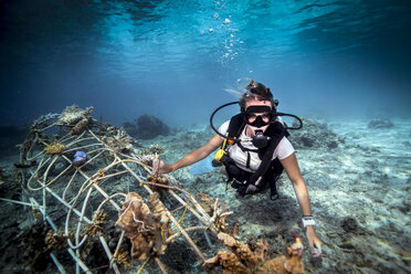 Unterwasseransicht einer Taucherin, die eine Seekrete auf dem Meeresboden befestigt, (künstliches Stahlriff mit elektrischem Strom), Lombok, Indonesien - CUF29126