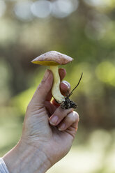 Die Hand einer Sammlerin hält einen gepflückten Pilz im Wald - CUF29158
