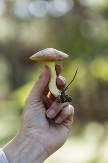 Die Hand einer Sammlerin hält einen gepflückten Pilz im Wald - CUF29158