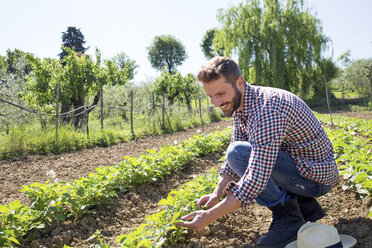 Junger Mann hockt auf einem Feld und kümmert sich um Tomatenpflanzen - CUF29641