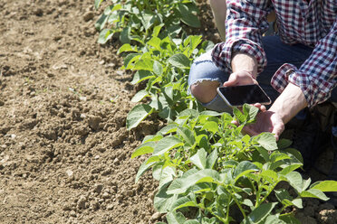 Ausschnitt eines jungen Mannes, der im Gemüsegarten hockt und ein Smartphone hält - CUF29645