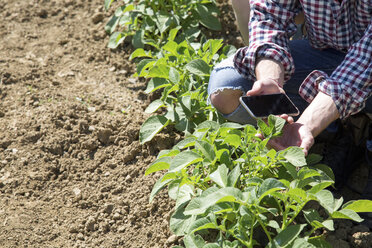 Cropped view of young man crouched in vegetable garden holding smartphone - CUF29645