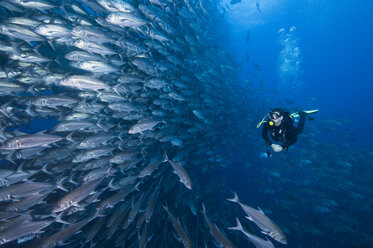 Scuba diver swimming past wall of Jacks, Cocos Island, Costa Rica - CUF29855