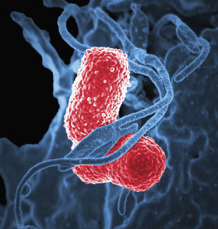 Koloriertes SEM einer menschlichen neutrophilen weißen Blutzelle (blau), die mit zwei stäbchenförmigen, multiresistenten (MDR) Klebsiella pneumoniae Bakterien (blau) interagiert - CUF29924