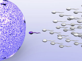 Illustration of male sperm cells fertilizing a female egg - CUF29947