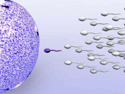Illustration der männlichen Samenzellen, die eine weibliche Eizelle befruchten - CUF29947
