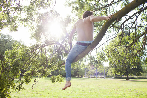 Rückansicht eines jungen Mannes, der aus einem Baum im Park schaut - CUF30041