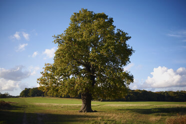 Einzelner Baum im Feld - CUF30285