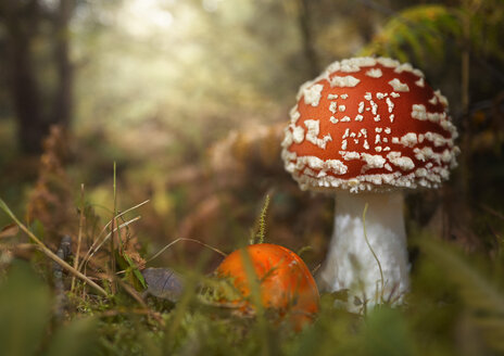 Nahaufnahme eines Fliegenpilzes, Coombe Valley, UK - CUF30298