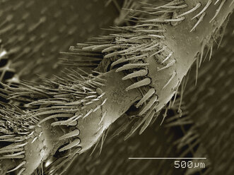 Farbiges SEM des Beins eines Totengräberkäfers (Silphidae) - CUF30318