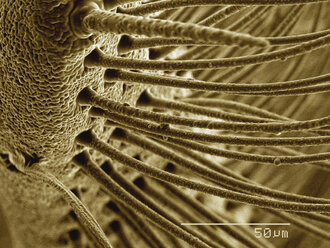 Farbiges SEM der Antenne eines Seidenspinners (Saturnidae) - CUF30321