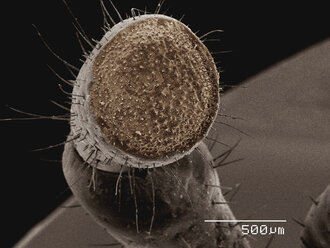 Farbiges SEM des Gaumens einer Heuschrecke (Romalea sp.) - CUF30322