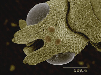 Farbiges SEM des Kopfes einer parasitären Wespe - CUF30333