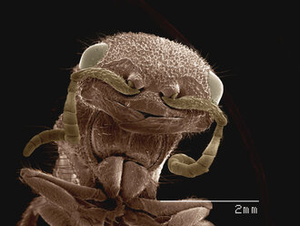 Coloured SEM of head of velvet ant (Mutilidae) - CUF30348