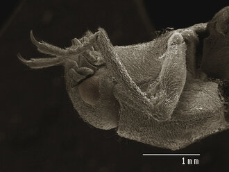 Farbiges SEM des Wasserkäfers (Driopidae) - CUF30350