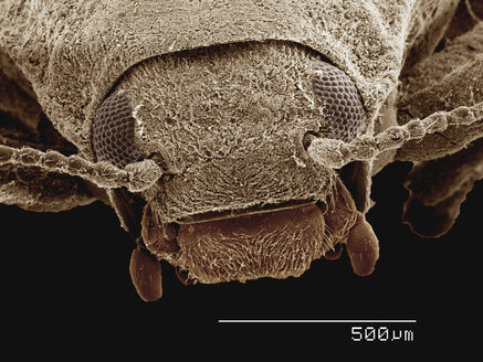 Farbiges SEM von Riffle beetle (Elmidae) - CUF30351