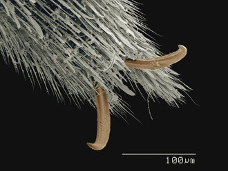 Farbiges SEM des Fußes eines Wasserläufers (Gerridae) - CUF30355