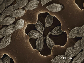 Farbiges SEM der Antenne eines Käfers (Cupedidae) - CUF30359