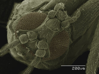 Farbiges SEM einer kleinen Fliege (Diptera) - CUF30366