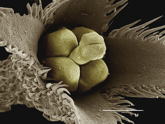 Farbiges SEM der Blüte von Bruneria sp - CUF30376