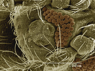 Farbiges SEM des Auges der Sandfliege (Ceratopogonidae) - CUF30395