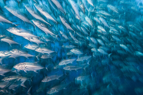 Schwarm von Stachelmakrelen, die sich im Gleichschritt bewegen, Cocos Island, Costa Rica, lizenzfreies Stockfoto