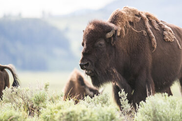 Amerikanische Bisons beim Grasen im Lamar Valley, Yellowstone-Nationalpark, Wyoming, USA - CUF30438