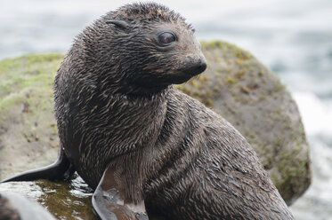 Guadalupe-Pelzrobbenjunge auf Felsen, Guadalupe Island, Baja California, Mexiko - CUF30440