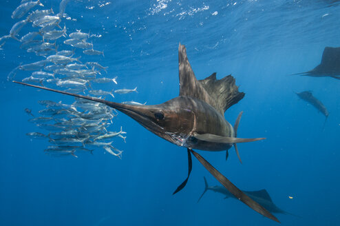 Unterwasseransicht einer Gruppe von Segelfischen, die einen Sardinenschwarm fangen, Insel Contoy, Quintana Roo, Mexiko - CUF30448