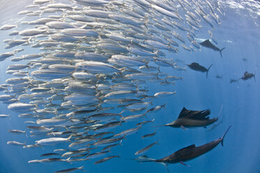 Unterwasseransicht einer Gruppe von Segelfischen, die einen großen Sardinenschwarm fangen, Insel Contoy, Quintana Roo, Mexiko - CUF30449