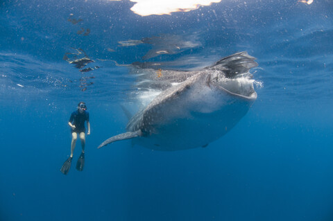 Unterwasseransicht eines Schnorchlers bei der Fütterung eines Walhais, Isla Mujeres, Quintana Roo, Mexiko, lizenzfreies Stockfoto