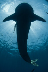 Underwater view of whale shark, Isla Mujeres, Quintana Roo, Mexico - CUF30451