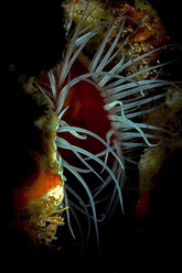 Underwater extreme close up view of open clam, Cancun, Quintana Roo, Mexico - CUF30453