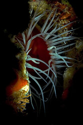 Unterwasser extreme Nahaufnahme einer offenen Muschel, Cancun, Quintana Roo, Mexiko - CUF30453
