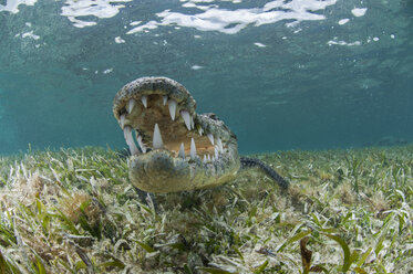 Unterwasser-Frontansicht eines Krokodils auf Seegras, mit offenem Maul und Zähnen, Chinchorro-Atoll, Quintana Roo, Mexiko - CUF30459