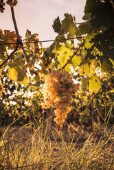 Reife Trauben am Weinstock bei Sonnenuntergang, La Marche, Italien - CUF30751
