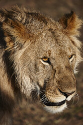 Nahaufnahme einer wachen Löwin, Masai Mara, Narok, Kenia, Afrika - CUF30948