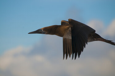 A brown booby (Sula sp.) flying around San Benedicto Island, Revillagigedo, Mexico - CUF30984