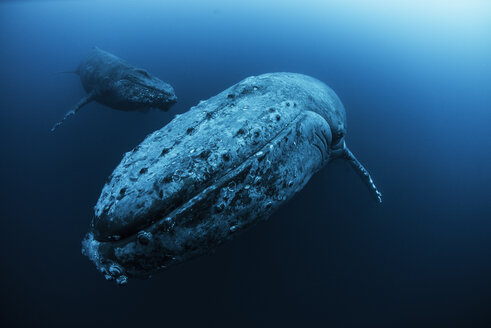 Weiblicher Buckelwal (Megaptera novaeangliae) und jüngerer männlicher Begleiter schwimmen in der Tiefe, Roca Partida, Revillagigedo, Mexiko - CUF30986