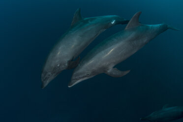 Verspielte Große Tümmler (Tursiops sp) auf der Insel San Benedicto, Revillagigedo, Mexiko - CUF30987