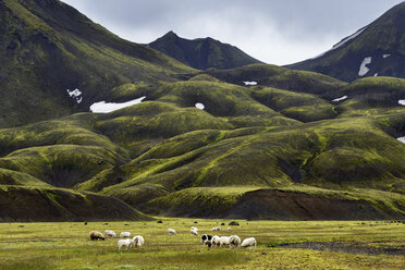 Landmannalaugar, Highlands of Iceland - CUF30990