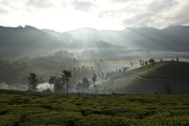 Teeplantage in der Morgendämmerung, Kerala, Indien - CUF31015