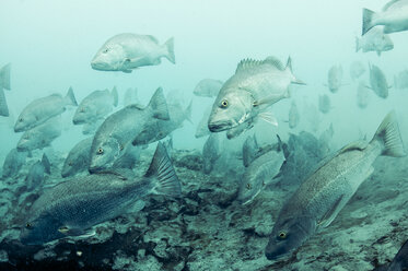 Cubera snappers gather at fresh water spout in lagoon at Sian Ka'an natural reserve, Quintana Roo, Mexico - CUF31020