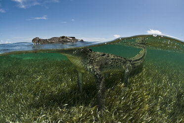 American crocodile (crocodylus acutus) in clear waters of Caribbean, Chinchorro Banks (Biosphere Reserve), Quintana Roo, Mexico - CUF31022
